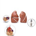 Thoracic & Vascular Surgery Atlas by Wolters Kluwer Health-0