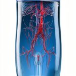 Medical Care and Health Guide for Vascular Surgery-0